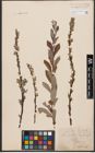 Foto von Salix aurita L. x Salix repens L.